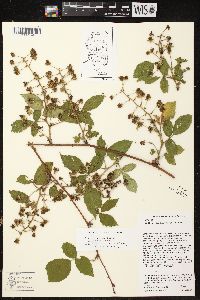 Rubus ithacanus image