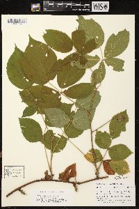 Rubus ithacanus image