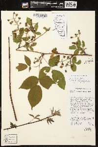 Rubus ithacanus image