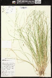 Carex brunnescens subsp. sphaerostachya image