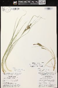 Carex lenticularis var. lenticularis image