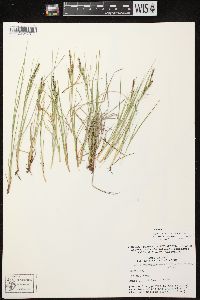 Carex lenticularis image