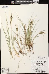 Carex lenticularis image