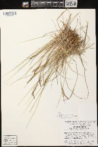 Carex lenticularis image