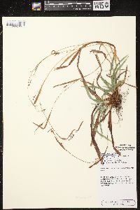 Carex platyphylla image