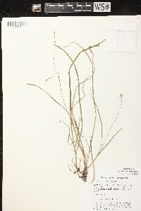 Carex vaginata image