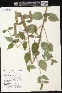 Agastache nepetoides image