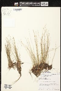 Eleocharis quinqueflora image