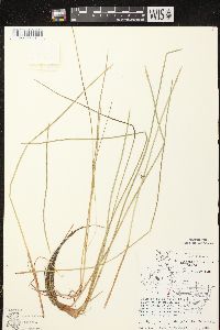 Eleocharis robbinsii image