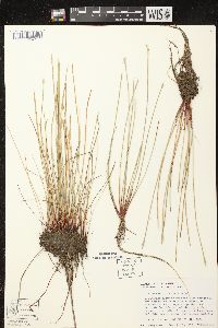 Eleocharis robbinsii image