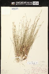 Eleocharis wolfii image