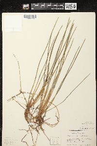 Eleocharis robbinsii image