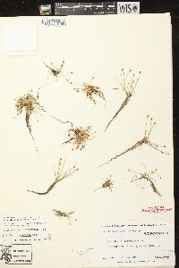 Eleocharis flavescens image