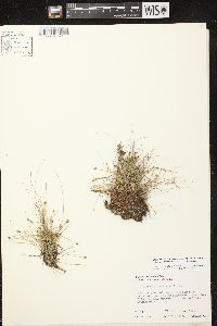 Eleocharis flavescens image