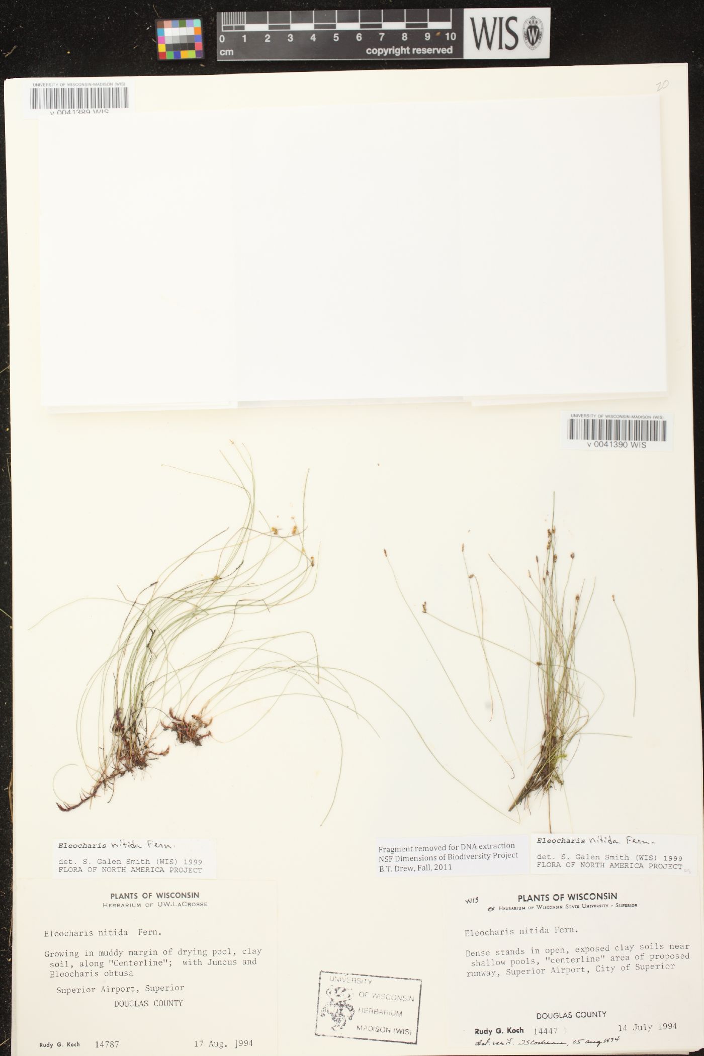 Eleocharis nitida image