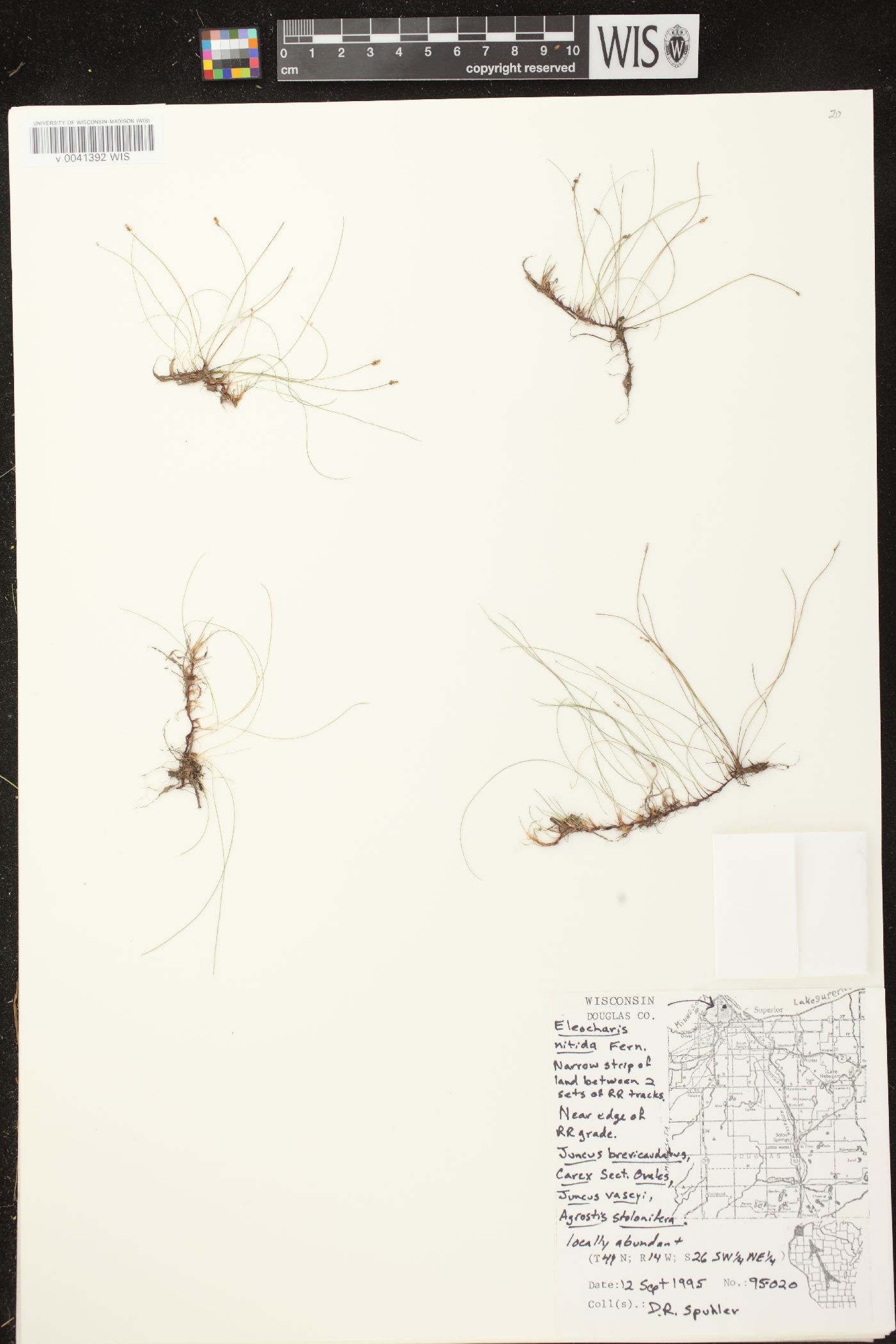 Eleocharis nitida image