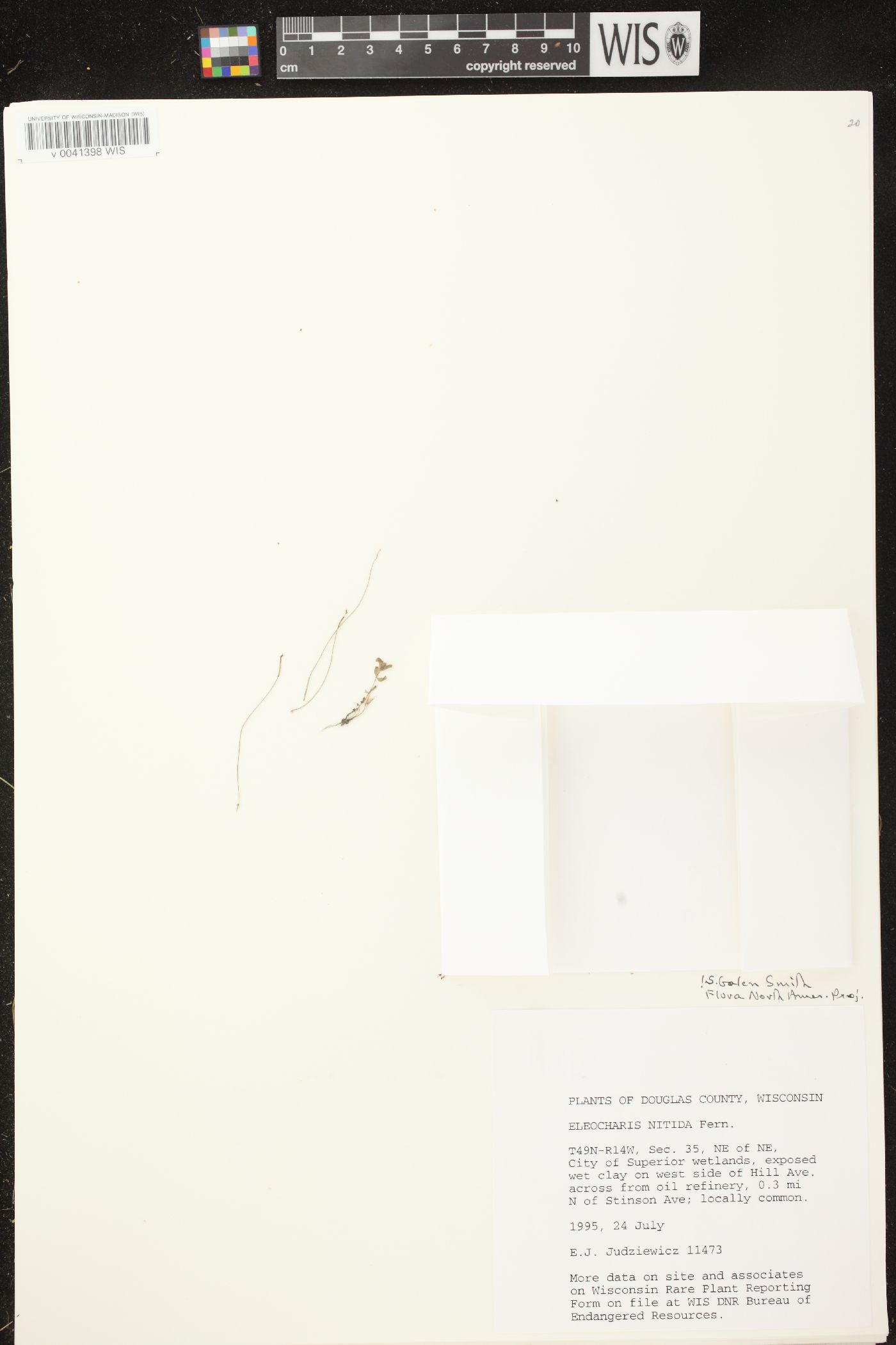 Eleocharis nitida image