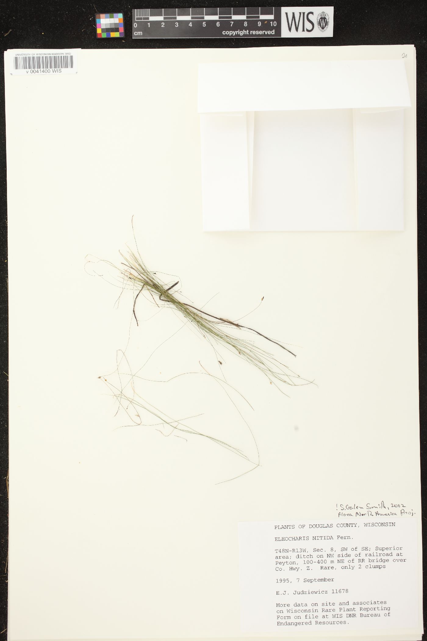 Eleocharis nitida image