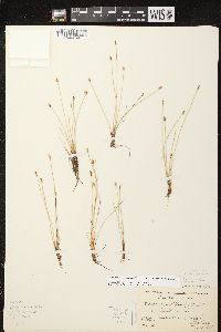 Eleocharis quinqueflora image