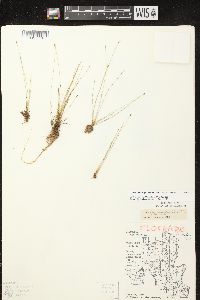 Eleocharis quinqueflora image