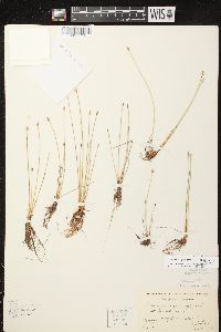 Eleocharis quinqueflora image