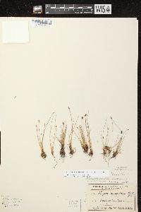 Eleocharis quinqueflora image