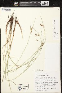 Scleria triglomerata image