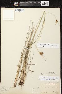 Scleria triglomerata image