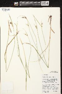 Scleria triglomerata image