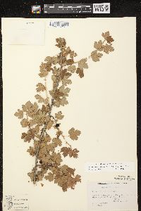 Ribes oxyacanthoides subsp. oxyacanthoides image