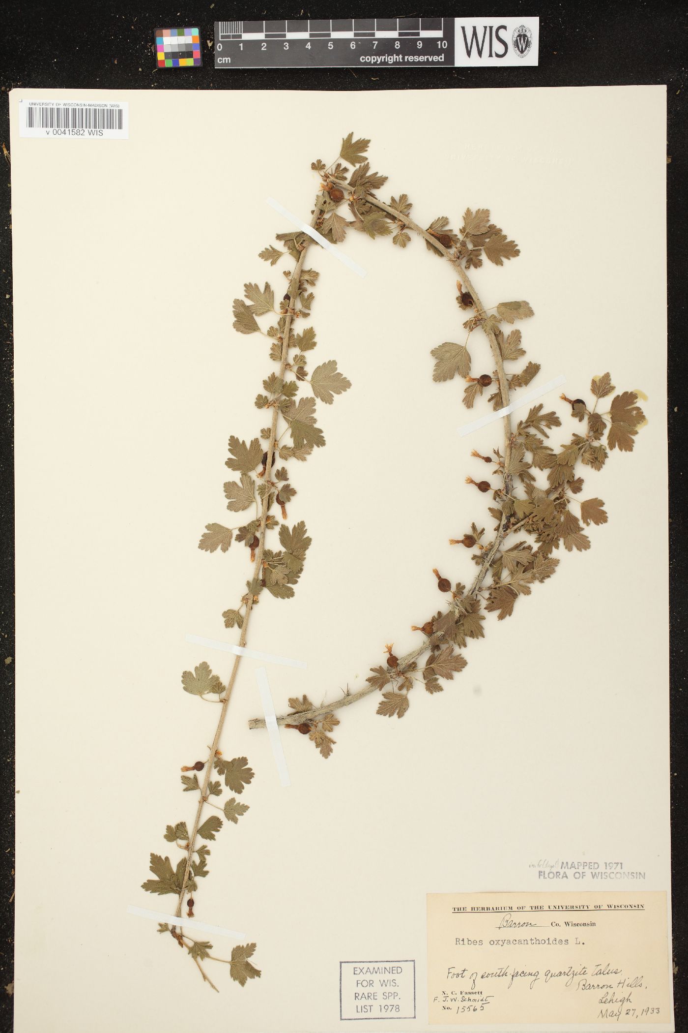Ribes oxyacanthoides subsp. oxyacanthoides image