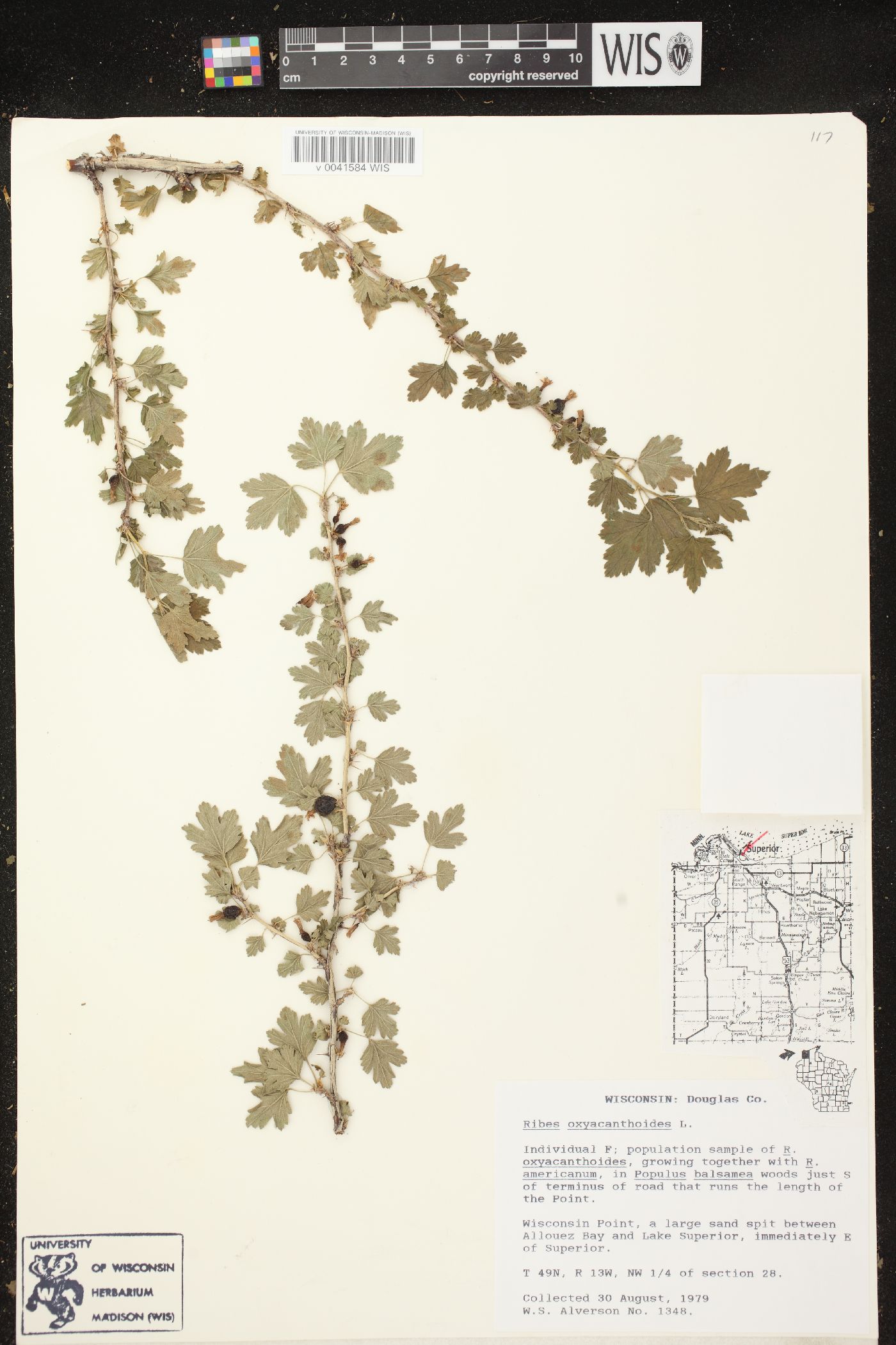 Ribes oxyacanthoides subsp. oxyacanthoides image
