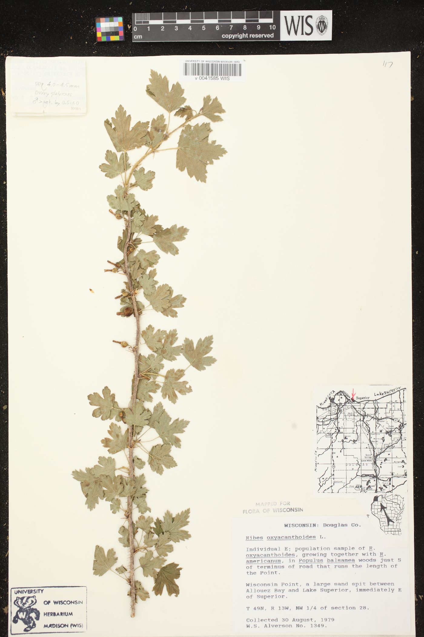 Ribes oxyacanthoides subsp. oxyacanthoides image