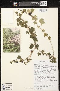 Ribes oxyacanthoides subsp. oxyacanthoides image