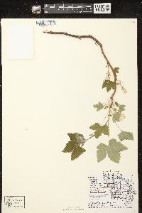 Ribes hudsonianum image