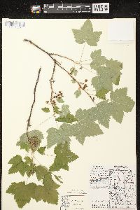 Ribes hudsonianum image