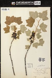 Ribes hudsonianum image