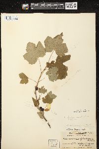 Ribes hudsonianum image