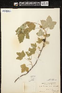 Ribes hudsonianum image