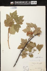 Ribes hudsonianum image