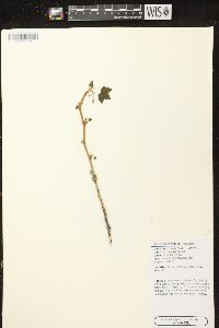 Ribes hudsonianum image