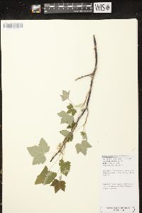 Ribes hudsonianum image