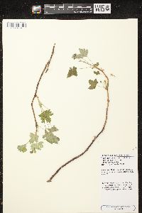 Ribes hudsonianum image