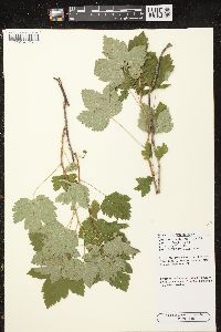 Ribes hudsonianum image