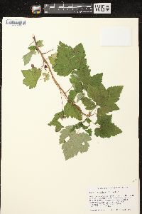 Ribes hudsonianum image