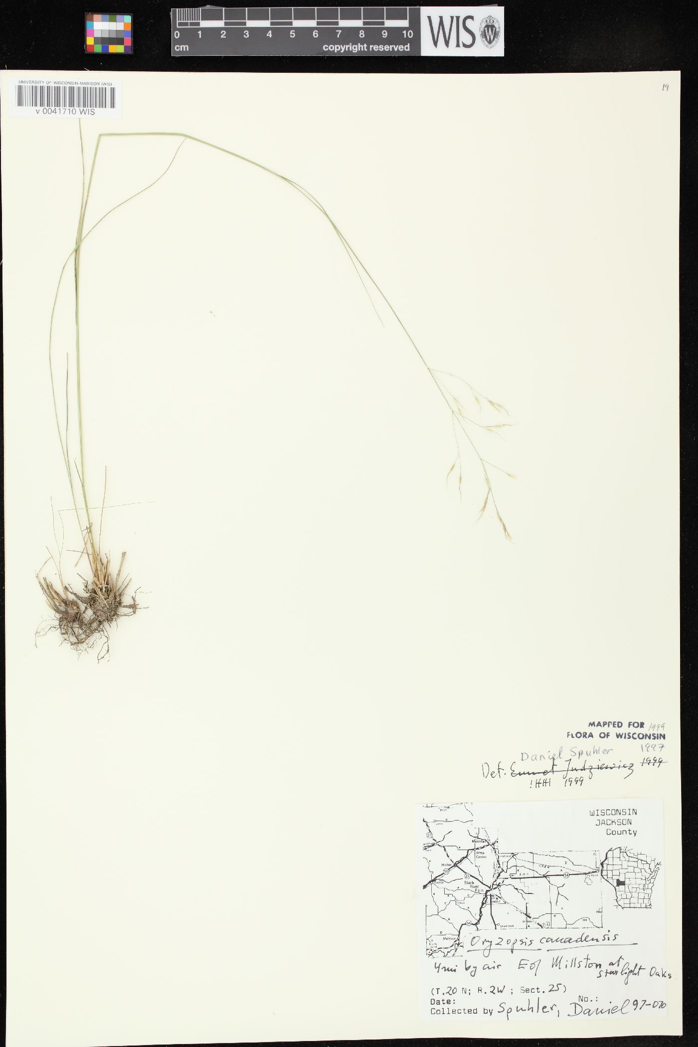 Oryzopsis canadensis image