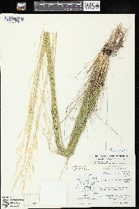 Image of Oryzopsis canadensis