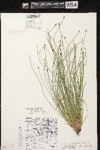 Eleocharis engelmannii image