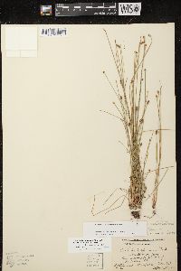 Eleocharis engelmannii image