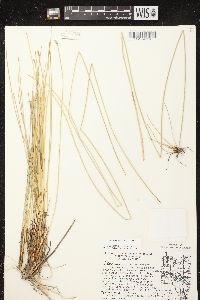 Eleocharis rostellata image